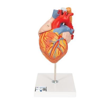 3B SCIENTIFIC Heart w. Oesophagus a. Trach. - w/ 3B Smart Anatomy 1000269